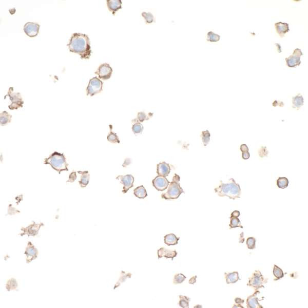 Anti-CD86 Recombinant Monoclonal