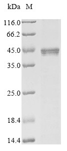 Stimulator of interferon genes protein (Sting1), mouse, recombinant