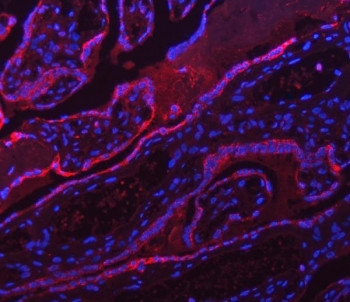 Anti-ATP5A1 Antibody / ATP5F1A / ATP synthase subunit alpha