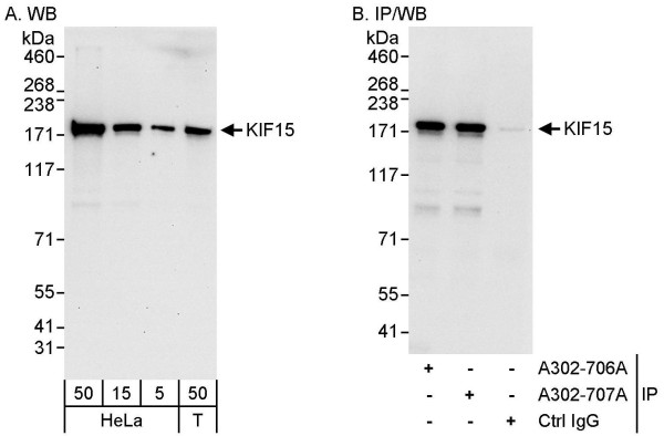 Anti-KIF15