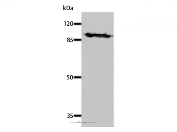 Anti-DNM1