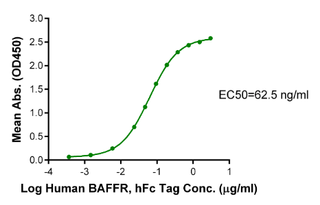 BAFFR/TNFRSF13C hFc Chimera, Human