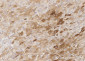 Anti-CSEN/calsenilin/KCNIP3 Monoclonal Recombinant Antibody