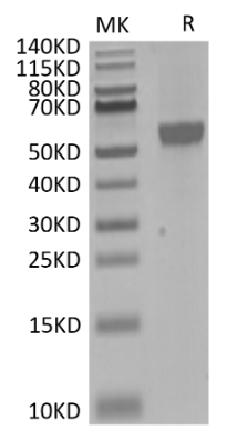 Siglec-8, His &amp; Avi, Human