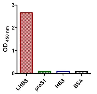 Anti-HBV preS2, clone SQab1507