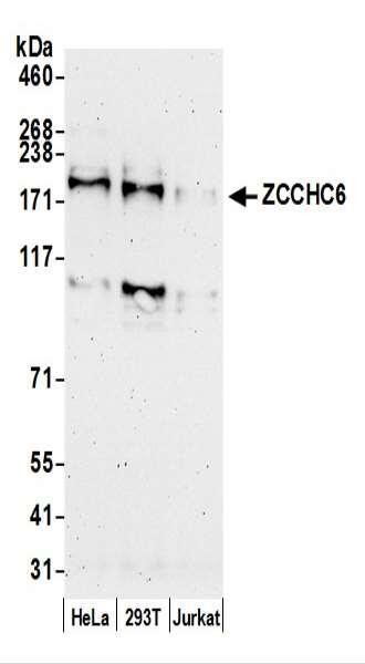 Anti-ZCCHC6