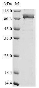 Heterogeneous nuclear ribonucleoprotein M (HNRNPM), human, recombinant