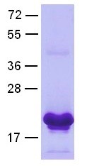 Rab5 (Member RAS oncogene family, RAB5A) (16-184), human, recombinant full length, His6-tag [E. coli