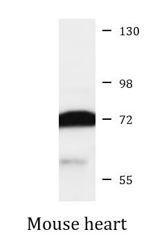 Anti-CPEB3