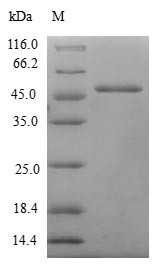 Methionine-R-sulfoxide reductase B3 (MSRB3), human, recombinant