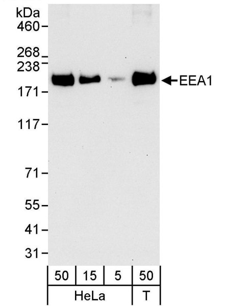 Anti-EEA1