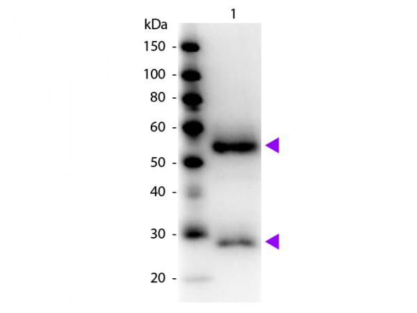 Anti-Mouse IgG (H&amp;L) [Goat] Peroxidase conjugated Fab fragment