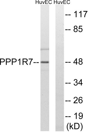 Anti-Sds22