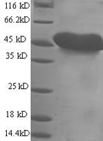 Mesothelin (Msln), partial, mouse, recombinant