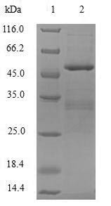 Probable DNA dC->dU-editing enzyme APOBEC-3C (APOBEC3C), human, recombinant