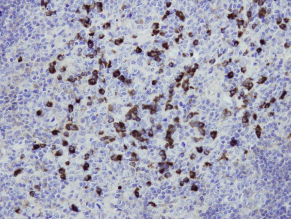 Anti-Human IgG, clone I17-T