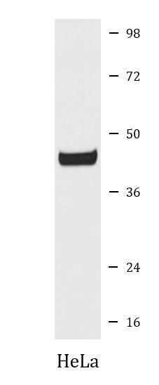 Anti-EGLN2 / PHD1