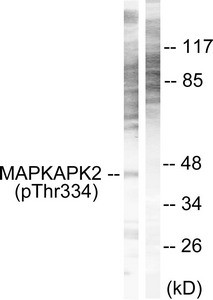 Anti-Phospho-MAPKAPK2 (Thr334)