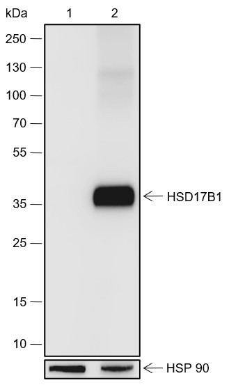 Anti-Recombinant HSD17B1, clone A558