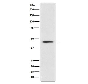 Anti-Cyclin B2 / CCNB2, clone GIG-3