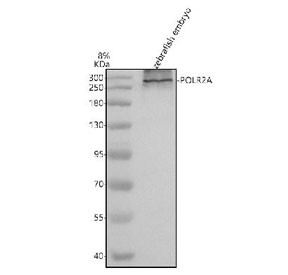 Anti-Zebrafish Polr2a / DNA-directed RNA polymerase subunit