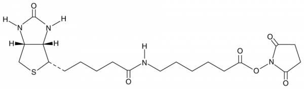 Biotin-X-NHS