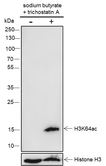 Anti-Recombinant Histone H3 (Acetyl Lys64), clone A108
