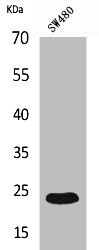 Anti-FGF9