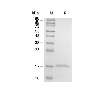 IL-36 gamma/IL-1F9 Recombinant