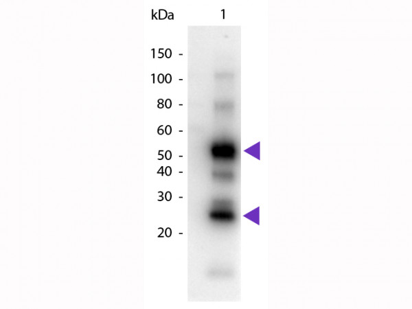 Anti-Human IgG (H&amp;L) [Goat] (Min X Mouse serum proteins) Peroxidase conjugated