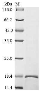 NAD (+) hydrolase SARM1 (SARM1), partial, human, recombinant