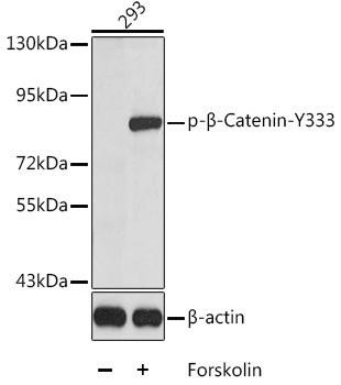 Anti-phospho-CTNNB1-Y333