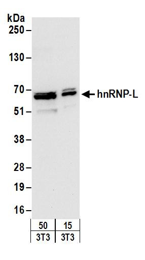 Anti-hnRNP-L