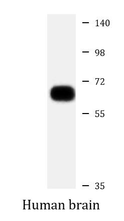 Anti-CADM4