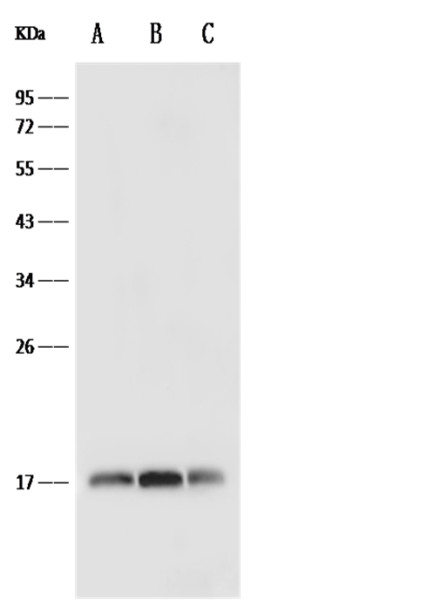 Anti-IL4/IL-4/Interleukin-4 Monoclonal Recombinant Antibody