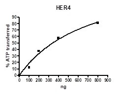 Her4, active human recombinant protein
