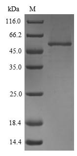 EGF-containing fibulin-like extracellular matrix protein 1 (Efemp1), mouse, recombinant