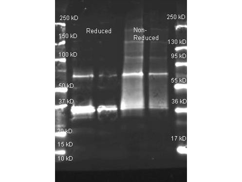 Anti-URICASE (Bacillus species)