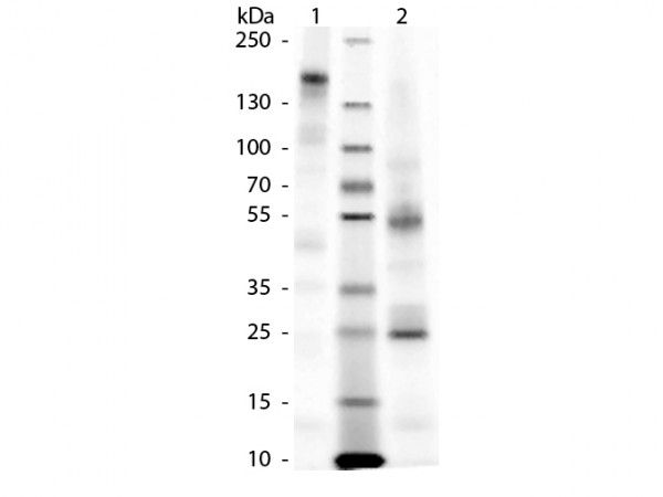 Guinea Pig IgG Whole Molecule