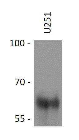 Anti-Cytokeratin 9