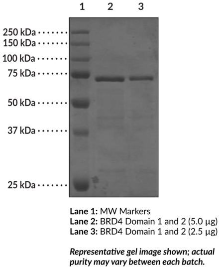 BRD4 bromodomains 1 and 2 (human, recombinant, aa 49-460)