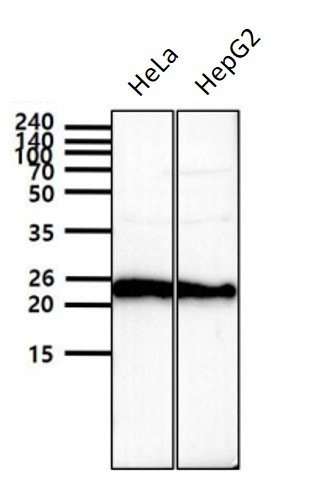 Anti-LITAF, clone 5C10