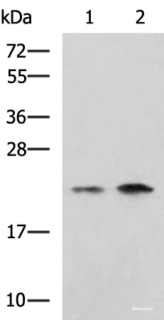 Anti-CHMP6