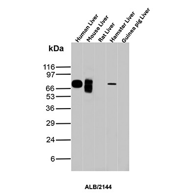 Anti-Albumin (Transport Protein), clone ALB/2144