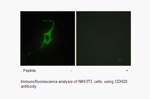 Anti-CDH20