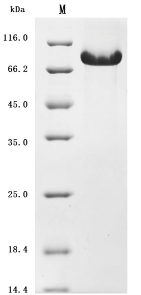 Complement component C1q receptor (CD93), partial (Active), human, recombinant