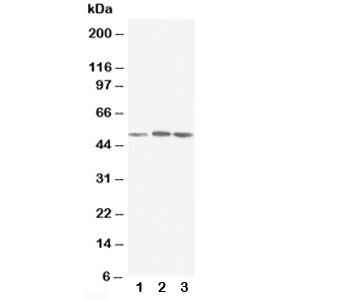 Anti-NR1H3 (LXR alpha)