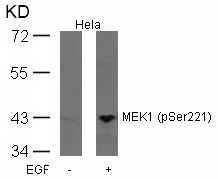 Anti-phospho-MEK1 (Ser221)