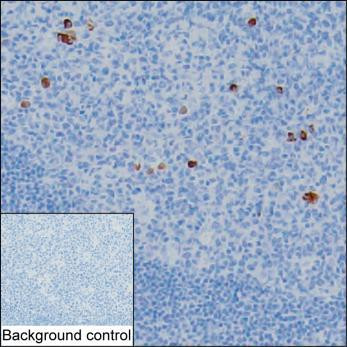Anti-Human IgG2