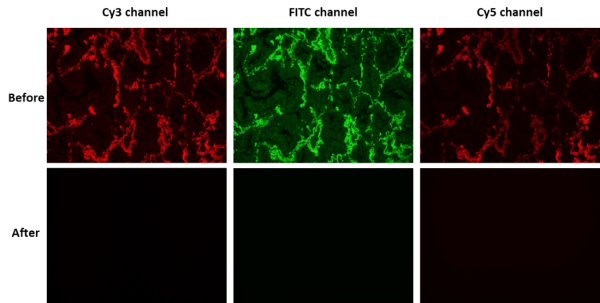 XAF Black(TM) Lipofuscin Autofluorescence Blocker